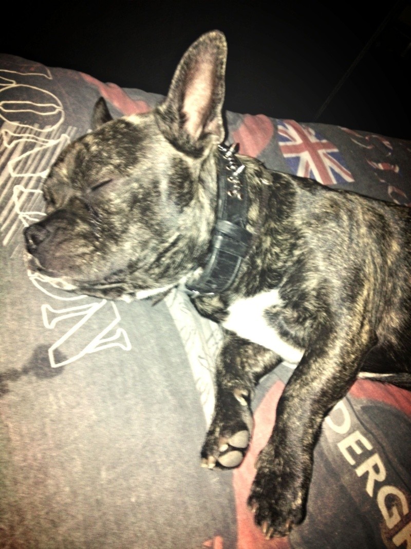 bouledogue francais croiser staff