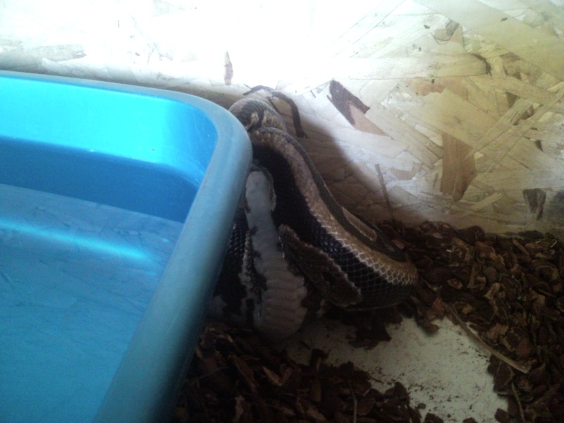 Mâle python