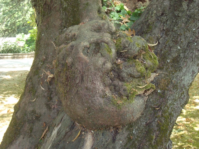 dsc02610.jpg