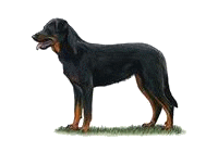 Beauceron Beauceron