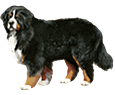 Bouvier bernois Bouvier bernois